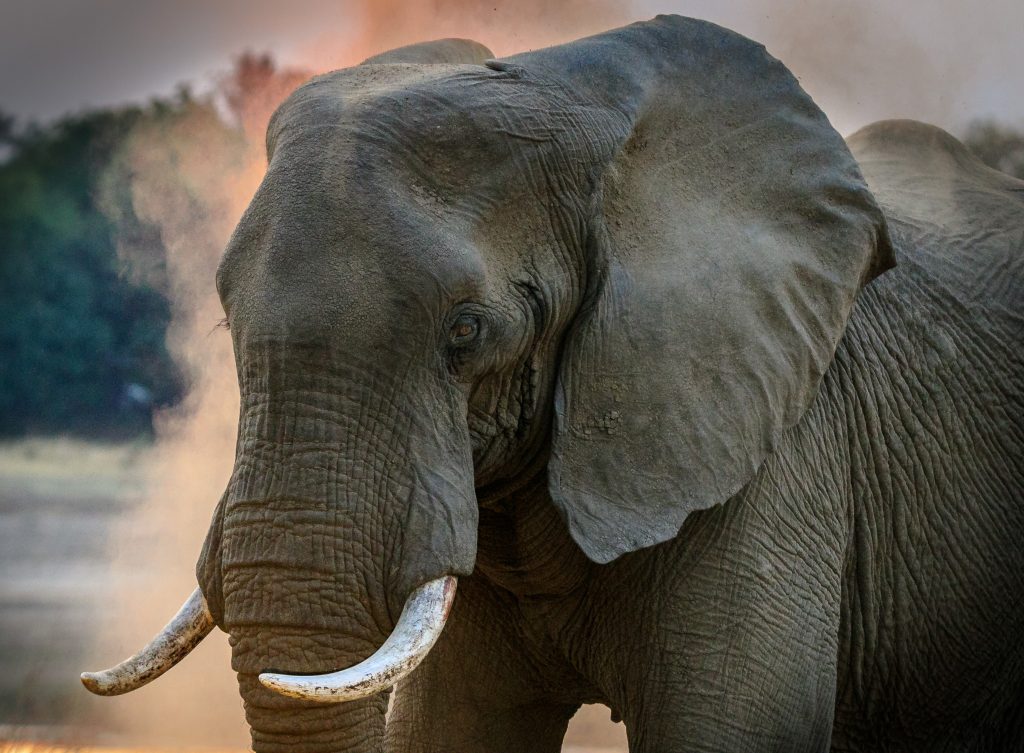 Reino animal, elefantes, los 5 reinos de la naturaleza