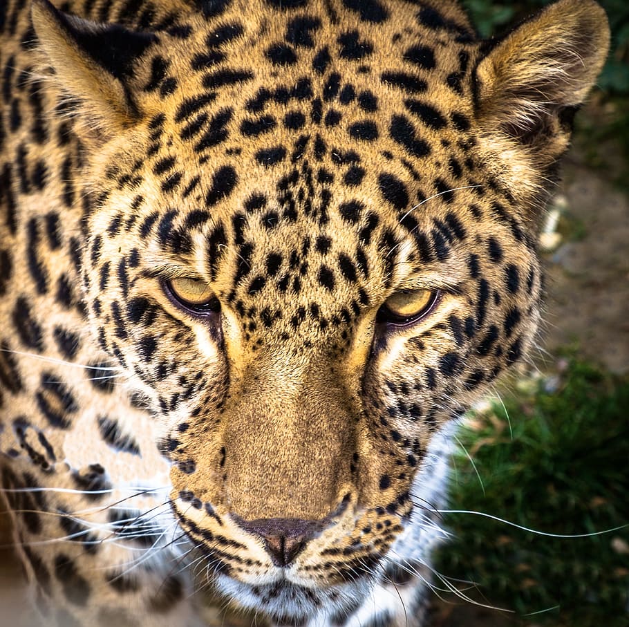 foto leopardo reino animal